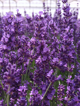 Lavandula angustifolia 'BeeZee' range