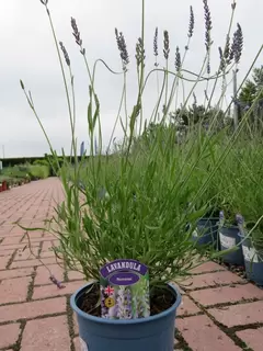 Lavandula Phenomenal – the must have super new Lavender that you really should be introduced to.