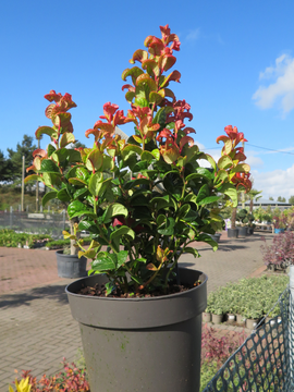 Leucothoe axillaris 'Curly Red'