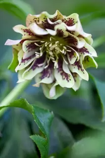 Magical Hellebores