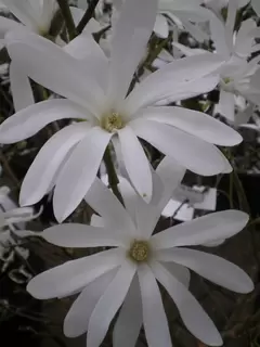 Magnolia are blooming lovely