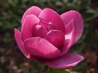 Magnolia.  Something a little special