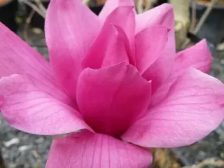 Magnolia.  Stunning in their simplicity