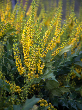 Mahonia