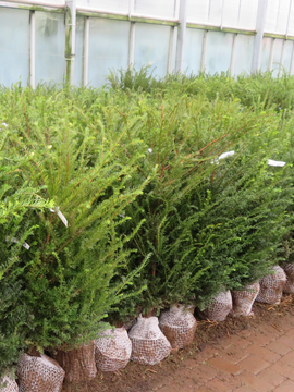 Multi-buy savings on Taxus and Thuja root balls