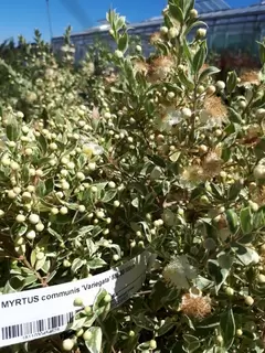 Myrtus communis Variegata