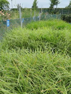 Ornamental grasses