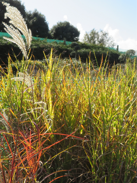 Ornamental grasses - lots to choose from