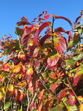 Parrotia - Tree Tuesday