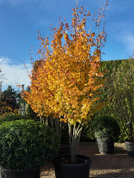 Parrotia - Tree Tuesday