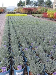 Peat Free Lavender arrive on site