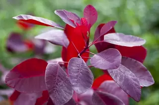 Plant of the month - Cotinus