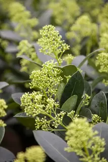 Plant of the Month - Skimmia japonica Finchy