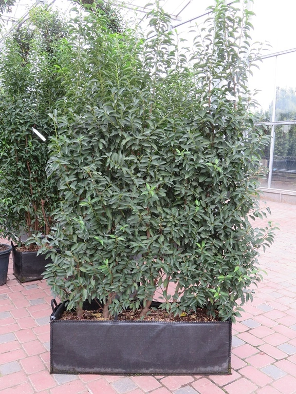 Pre Formed Prunus Lus Myrtifolia Special One Off Price Provender Nurseries Wholesale 