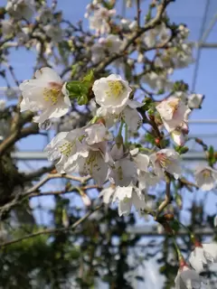 Pretty Little Prunus