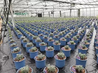 Provender Nurseries grow Lavenders in peat free compost at Hadlow College.