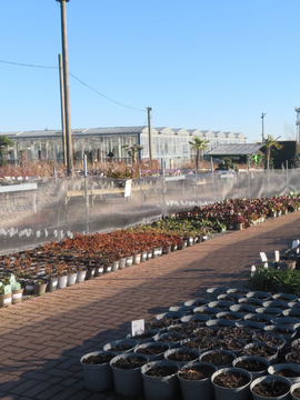 Provender Nurseries - high quality plants and sundry items