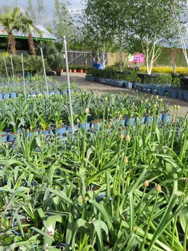 Provender Production Alliums