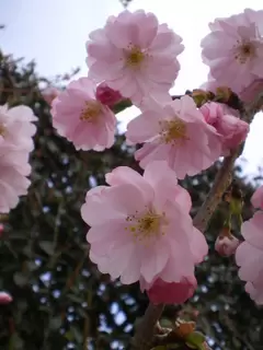 Prunus. Ornamental Cherry.  Pink spring flowering perfection