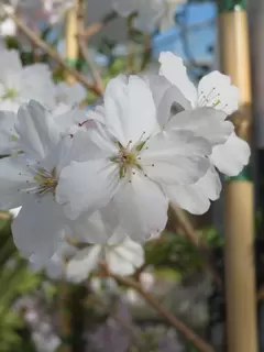 Prunus. Ornamental Cherry.  White spring flowering perfection