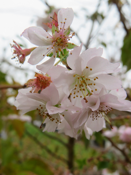 Prunus subhirtella 'Autumnalis'