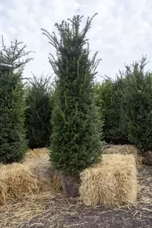 Root ball Hedging