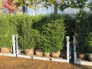 Root ball hedging season arrives