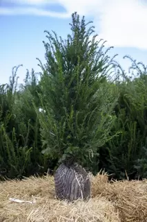 Root ball Taxus hedging