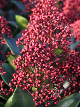 Skimmia