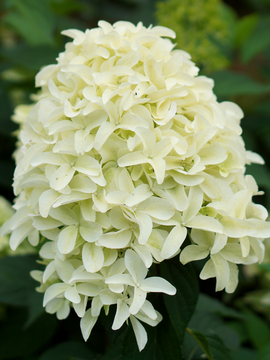 Spotlight On Hydrangea paniculata 'Skyfall'