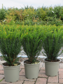 Taxus Baccata ‘Renke’s Little Green’ - Great Buxus hedging alternative.