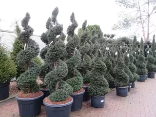 Taxus.  Not just for hedging