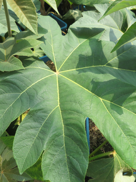 Tetrapanax papyrifer