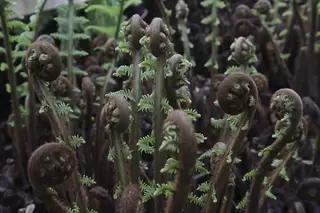 Tree Ferns Teaser