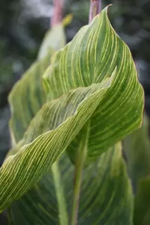 Tropical Canna