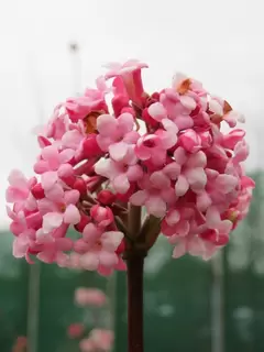 Viburnum Charles Lamont  - full of glorious scent