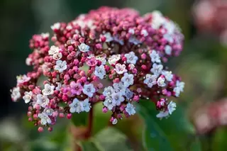 Viburnum tinus in flower now