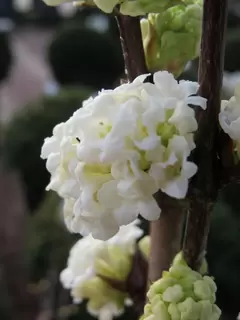 Viburnum.  Valuable Winter Scent