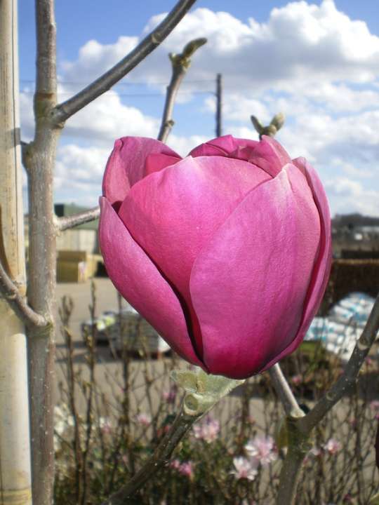 provender-factsheet-Magnolia 'Black Tulip'