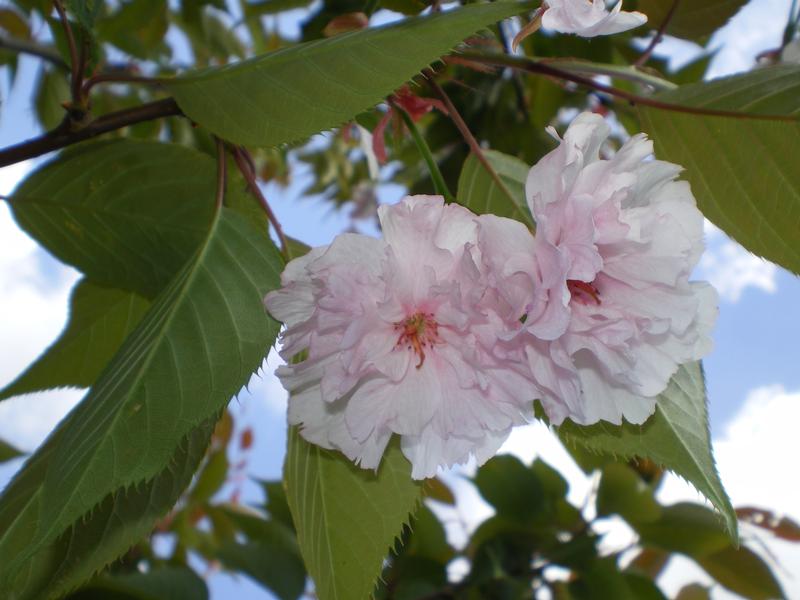 provender-factsheet-Prunus 'Fragrant Cloud'