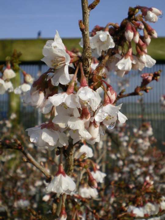 provender-factsheet-Prunus incisa 'Ko-Jo-No-Mai'