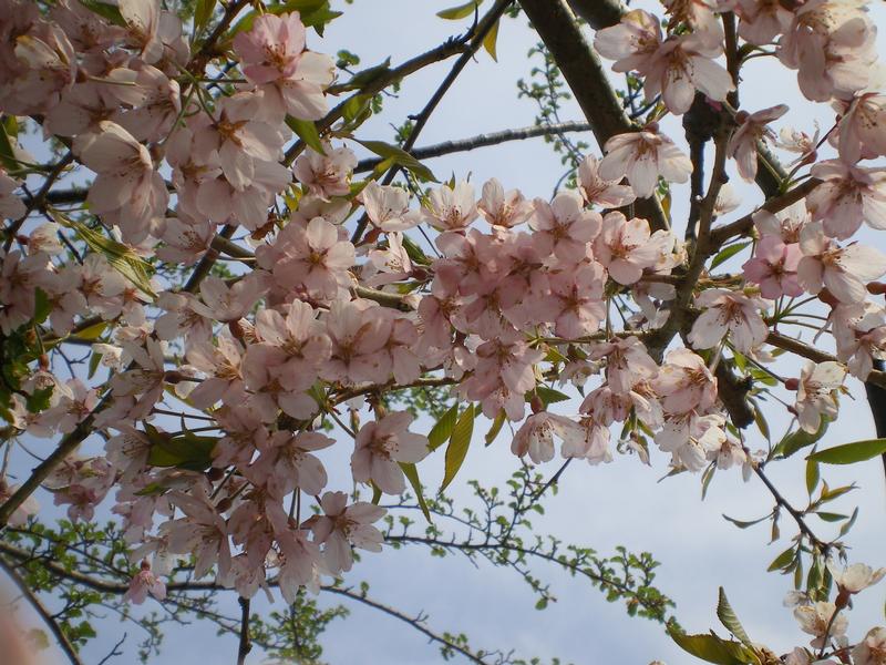 provender-factsheet-Prunus pendula 'Pendula Rubra'