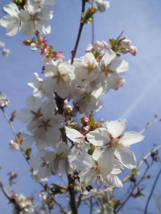 provender-factsheet-Prunus x subhirtella 'Autumnalis Rosea'