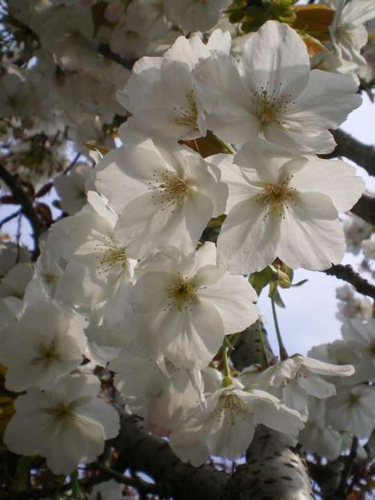 provender-factsheet-Prunus 'Taihaku'