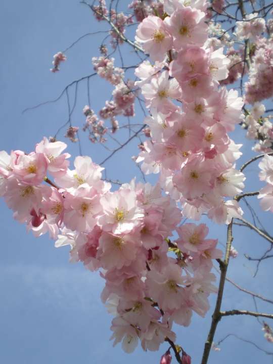 provender-factsheet-Prunus 'Accolade'