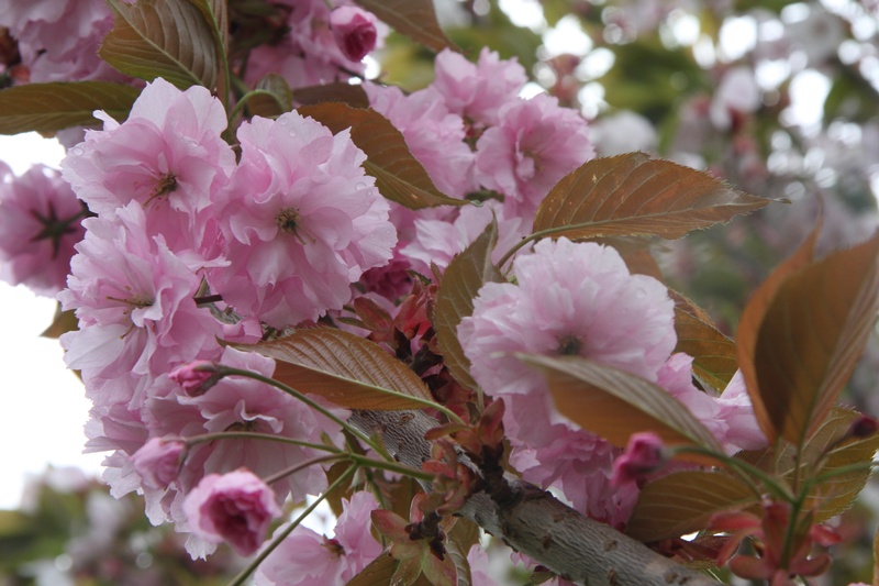 provender-factsheet-Prunus 'Pink Perfection'