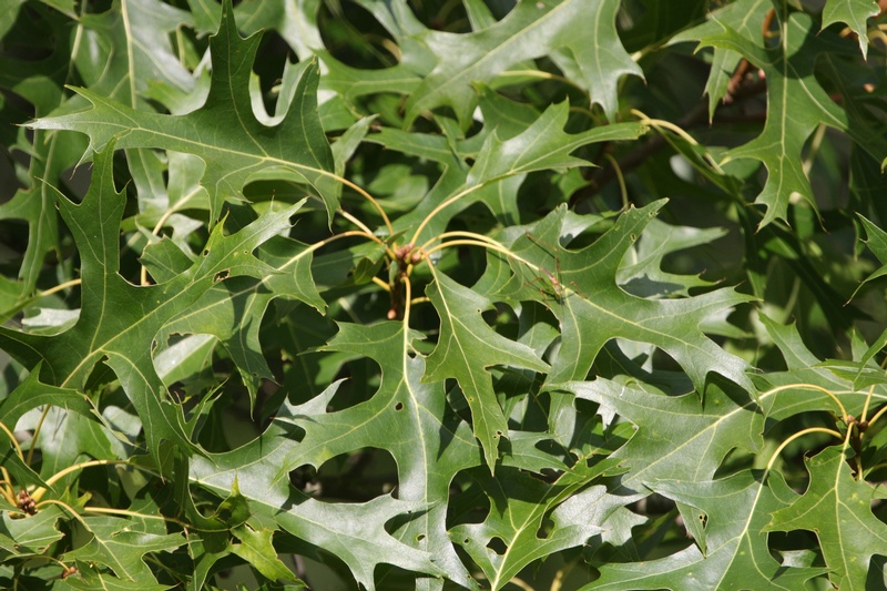 provender-factsheet-Quercus coccinea 'Splendens'