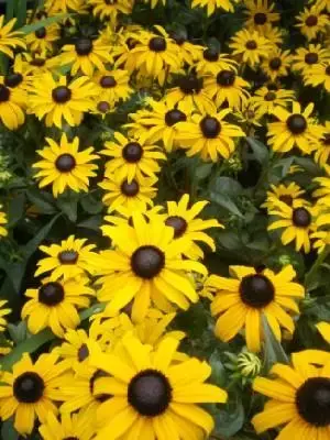 RUDBECKIA fulgida 'Goldsturm'