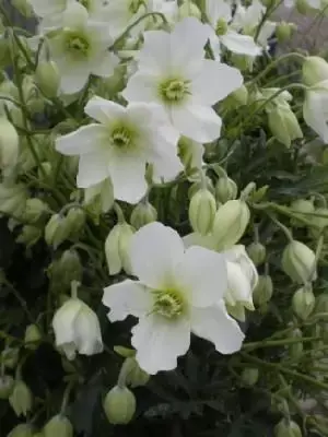 CLEMATIS cartmanii 'Avalanche'