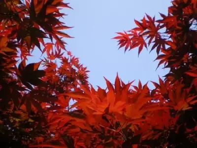 ACER palmatum 'Bloodgood' - image 1